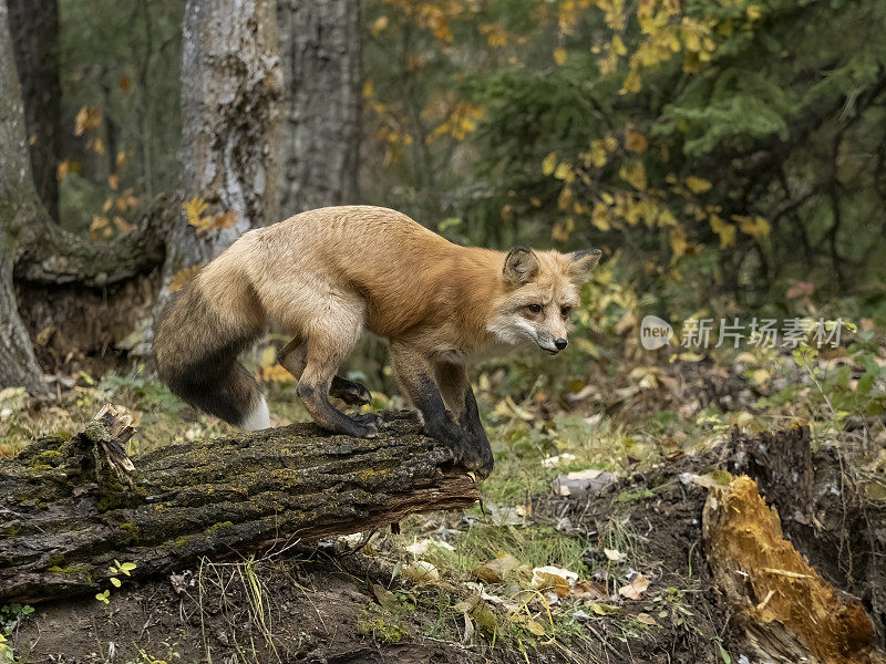 《秋天森林里的红狐站在原木上