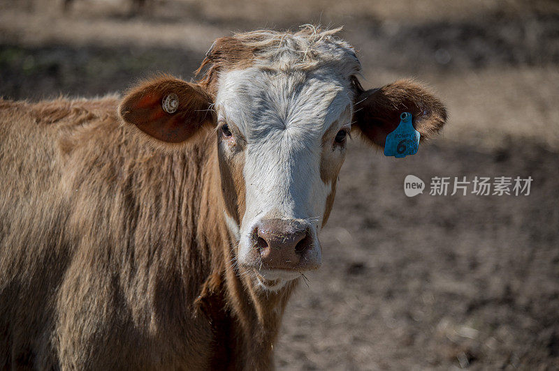 在一个乡村屠宰场附近，小牛等待屠宰