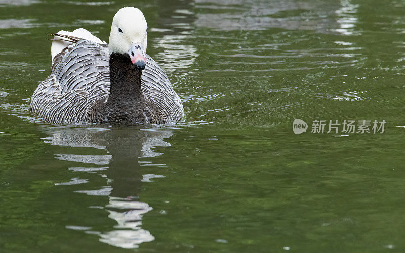 皇帝鹅