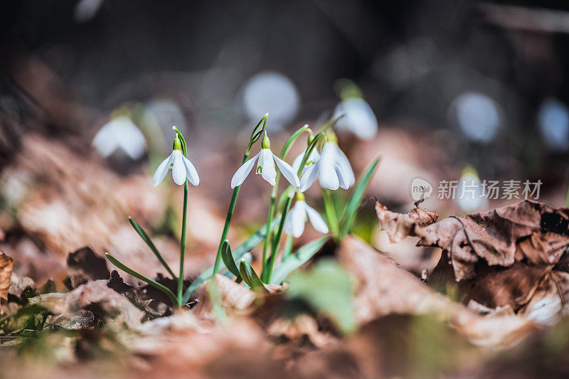 花园里的花像雪花一样