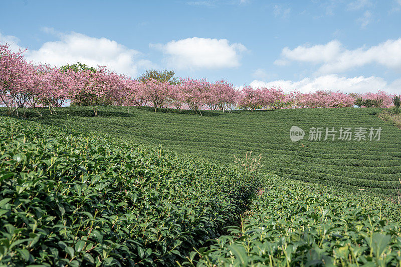 绿茶园里的一排樱花