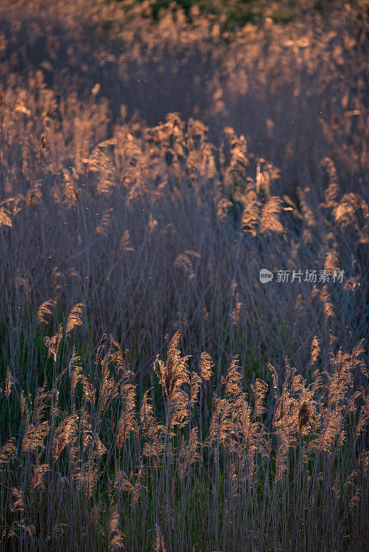 令人惊叹的夏日氛围，在萨默塞特Levels湿地的芦苇床上，夕阳背光下的花粉和昆虫在空气中