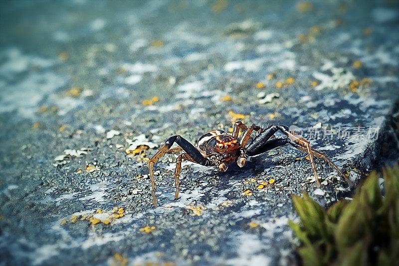 常见的蟹蜘蛛