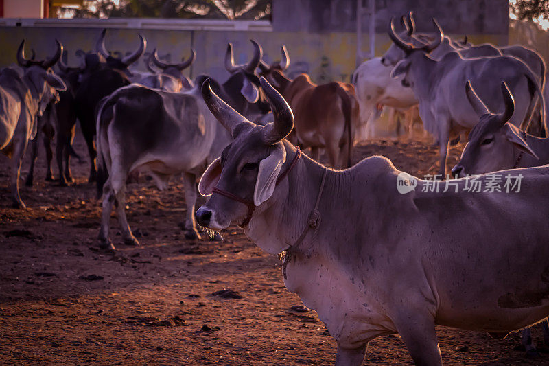 印度拉贾斯坦邦村庄的印度奶牛，印度奶牛在奶牛农场，奶牛在田野里休息，奶牛在govshal的保护性庇护所，选择性聚焦