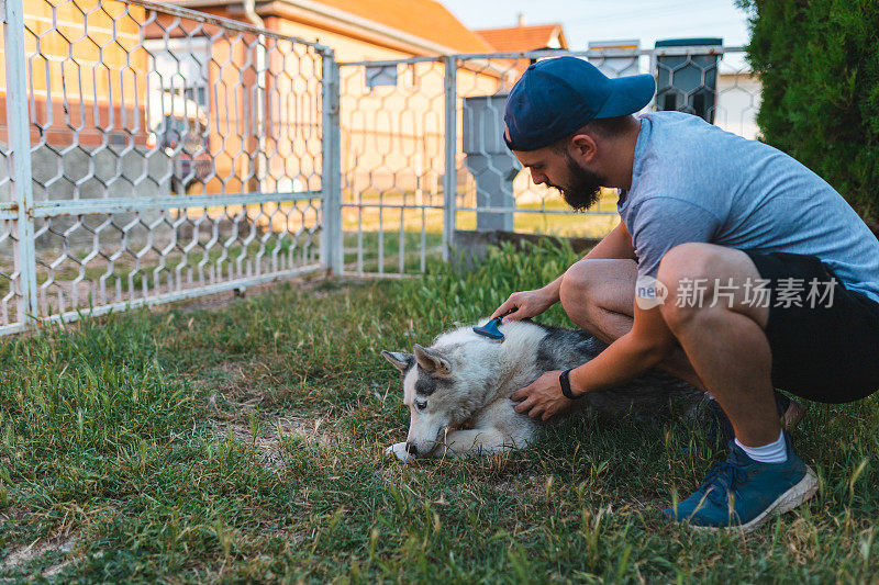 年轻的男主人在自家后院给正在玩玩具的西伯利亚哈士奇梳理毛发