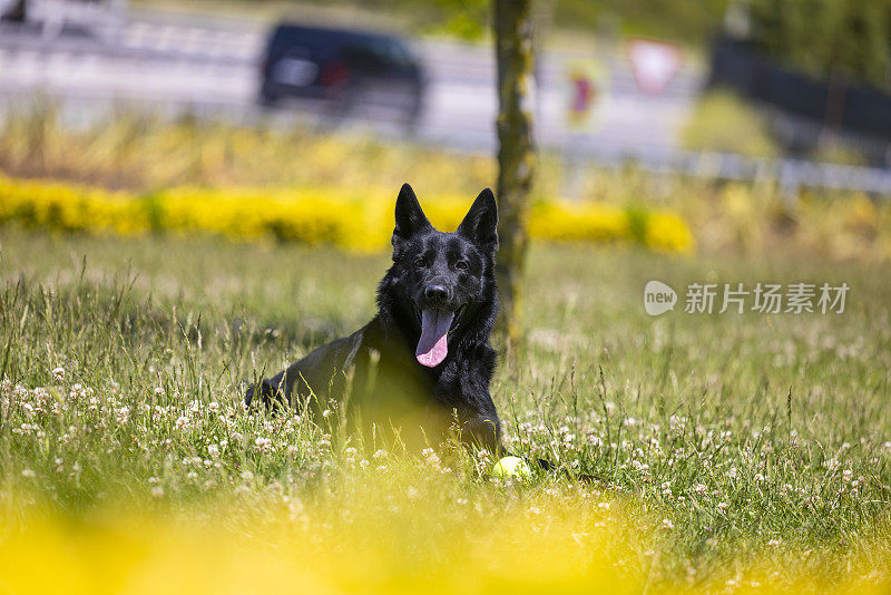 黑色德国牧羊犬坐在草地上