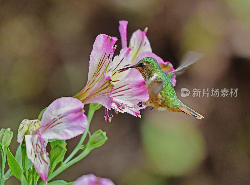 雌性闪烁蜂鸟靠近粉红色和黄色的花