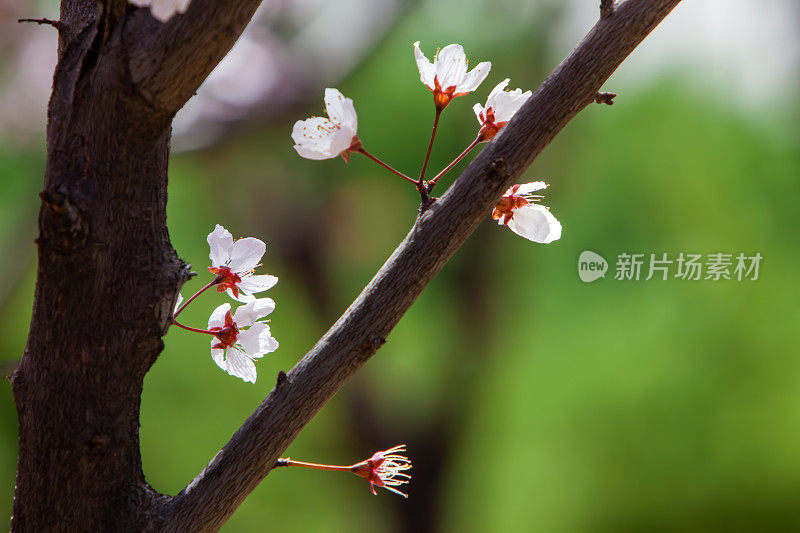 春天的樱花