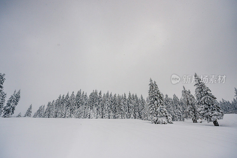 暴风雪森林背景