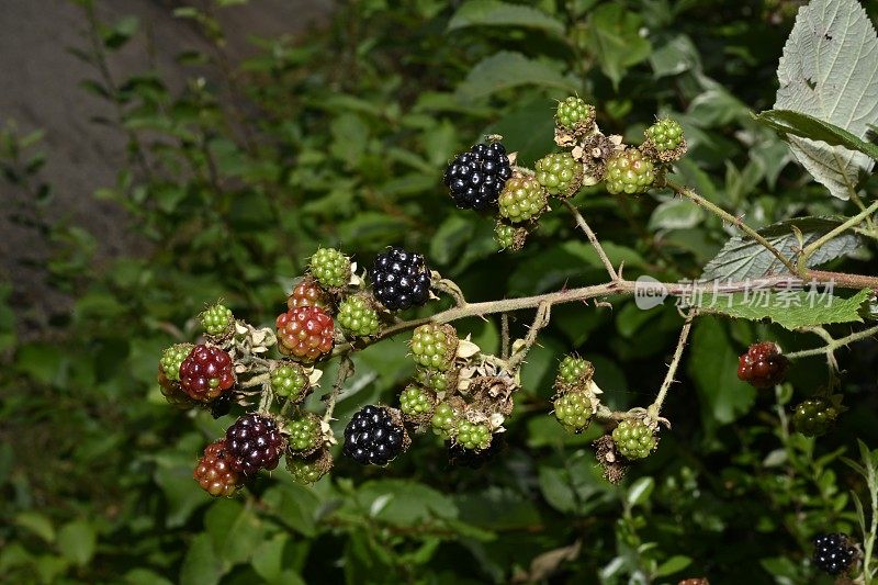 黑莓水果成熟。悬钩子属植物fruiticosus。