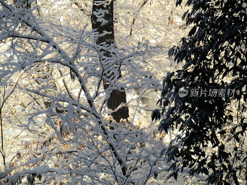 日本。1月。雨夜后的阳光明媚的早晨。在冬天的森林里。