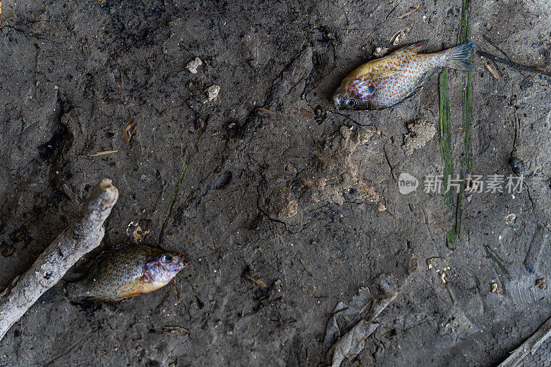 由于干旱而没有水的水库岸边的两条小死鱼。