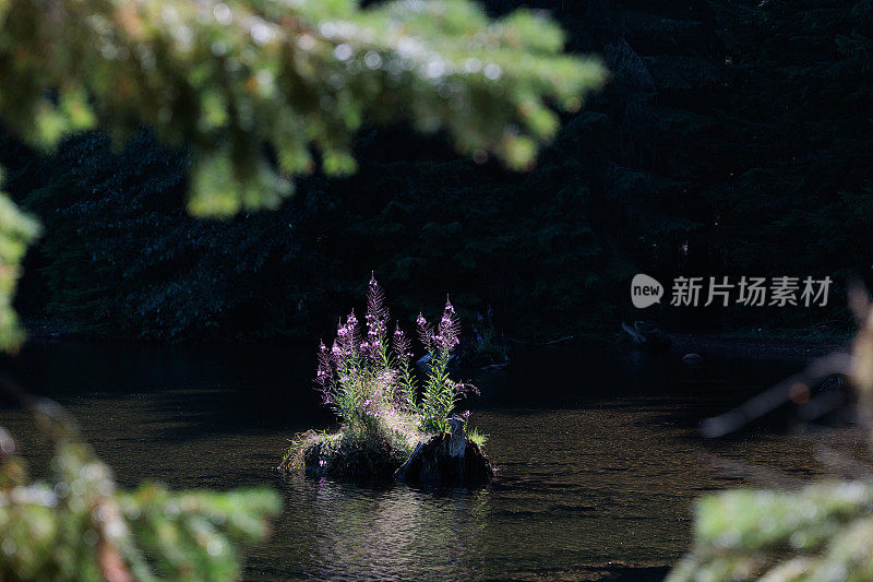 野花和俄勒冈山湖