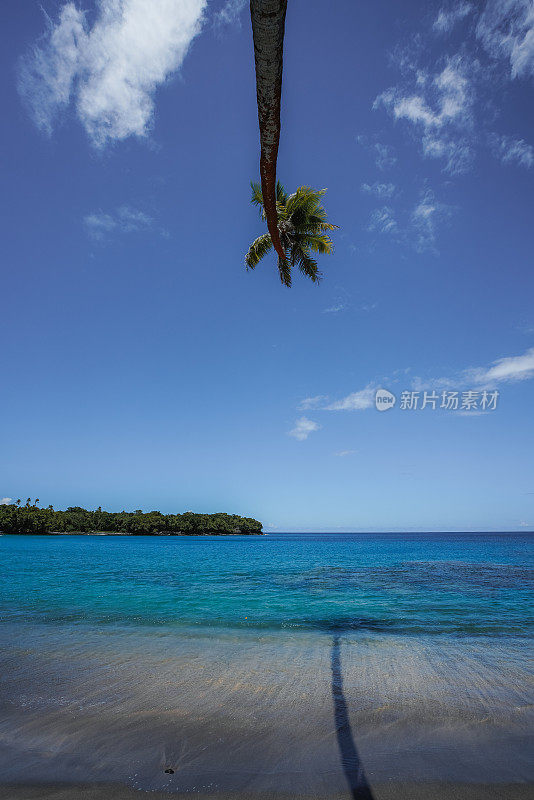 萨摩亚热带海滩上的椰子树