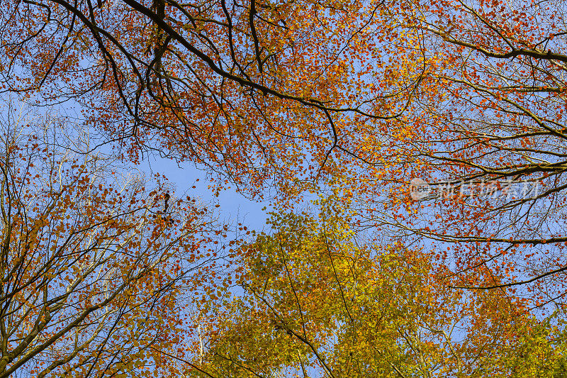 在一个美丽的雾蒙蒙的秋日里，在阳光灿烂的森林里向上看，树叶是棕色的金色