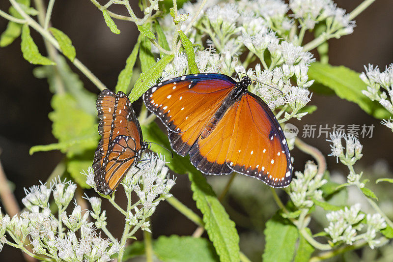 两只蝴蝶皇后，一只张开翅膀上有彩虹色，另一只闭上翅膀吃白色的花