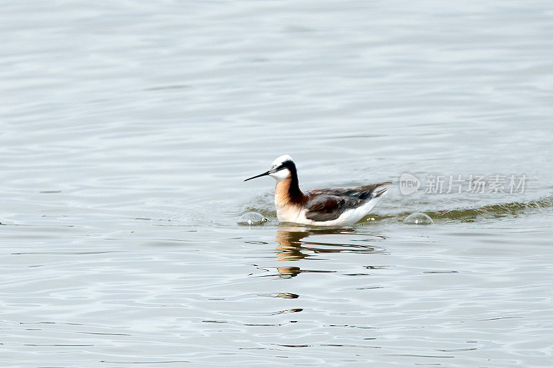 在北美美国西部蒙大拿州的一个小湖里游泳的滨鸟，威尔逊的Phalarope(三色Phalaropus)