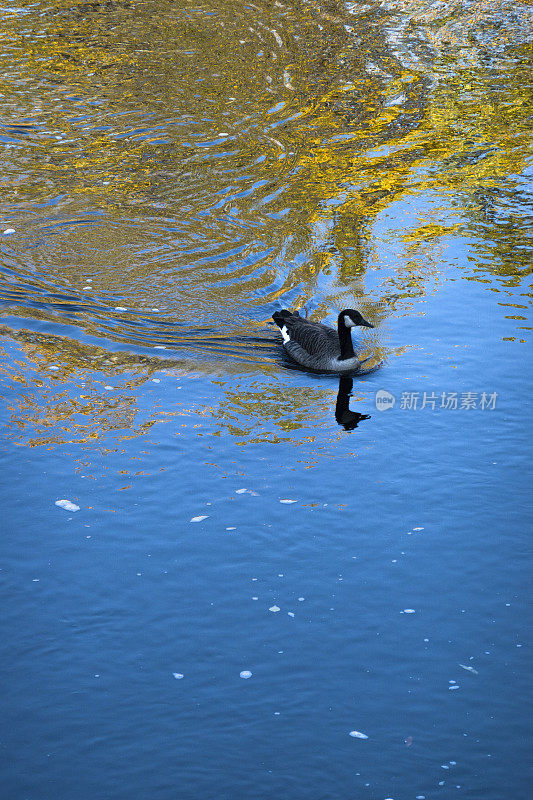 河里的鹅，水中倒映着秋色的树木