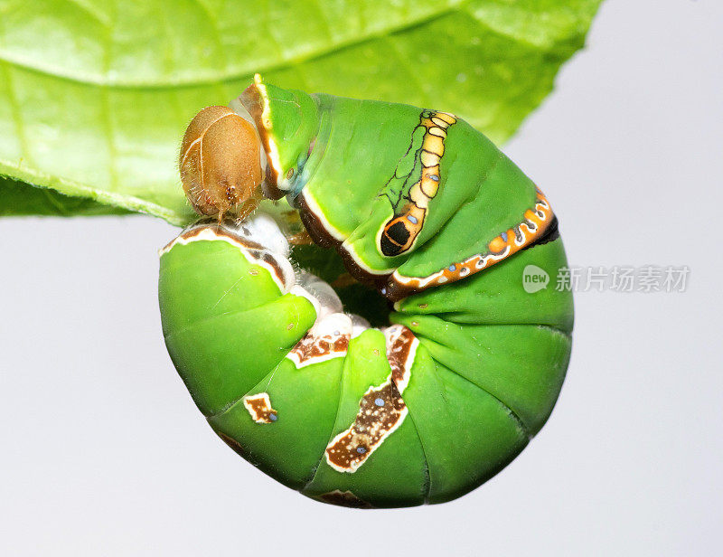 常见的摩门毛虫在树叶上爬成圆圈-动物行为。