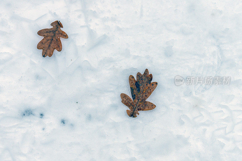 橡树叶在雪地上留下脚印