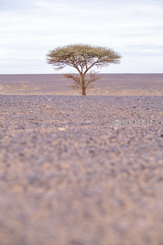金合欢，一种典型的非洲沙漠平原的树。极简主义的场景在一个平静和宁静的景观。