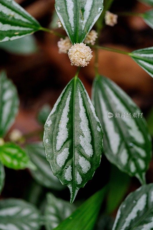 郁郁葱葱的绿色植物在热带丛林森林马来西亚槟城岛