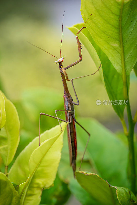 竹节虫(phasmatoia)