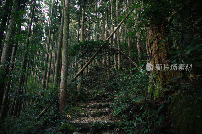 熊野古道的石阶