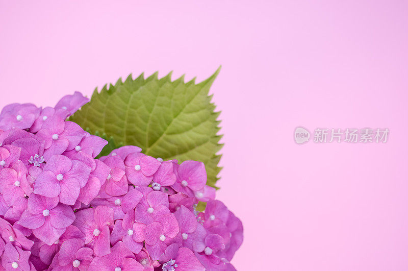美丽的紫色绣球花植物，在粉彩的粉红色背景前，有一片宽阔而充满活力的绿色叶子