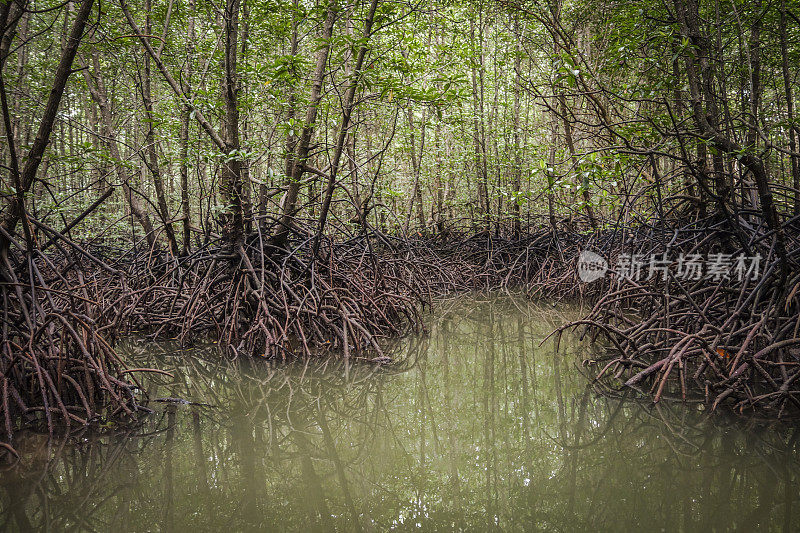 在东南亚泰国甲米的红树林中砍伐树木的美丽景色
