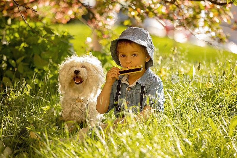 时髦的学龄前儿童，可爱的男孩和他的宠物狗，马耳他品种，在公园的一棵盛开的树下玩口琴