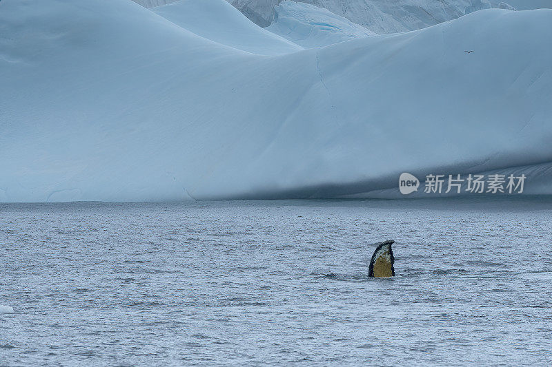 南极水域和环境中的座头鲸鳍。南极洲