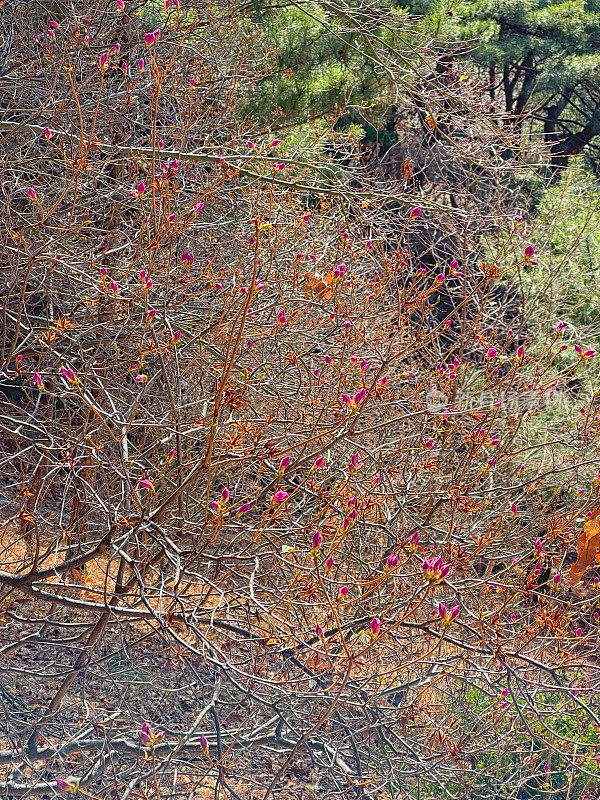 野生杜鹃花盛开