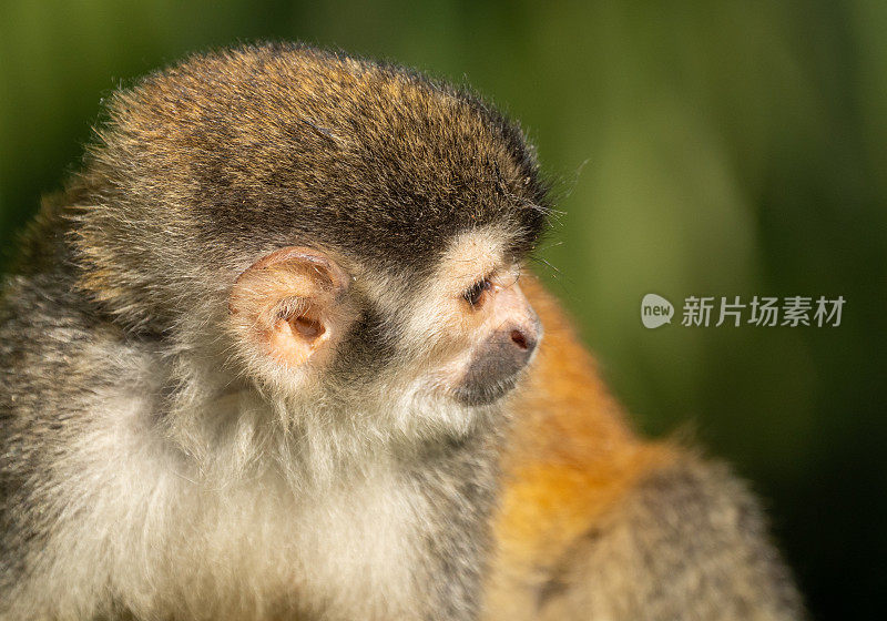 哥斯达黎加太平洋海岸曼努埃尔·安东尼奥国家公园的野生松鼠猴