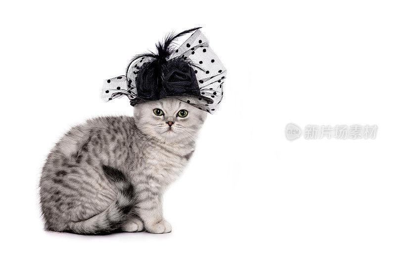 小猫戴着复古风格的白色背景黑帽子。