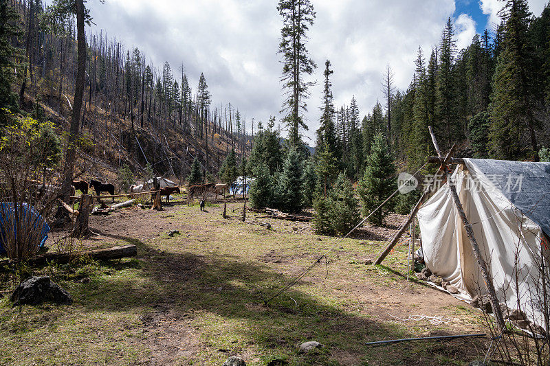 在深秋时节，新墨西哥州的吉拉国家森林里，有帆布帐篷和马匹的营地