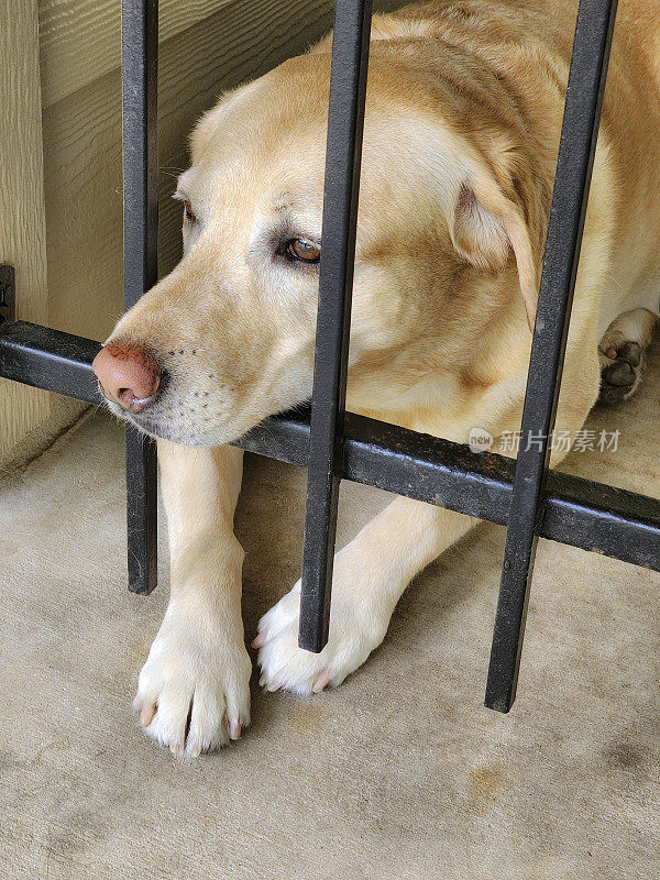 黄色拉布拉多猎犬。在大门后面等着。