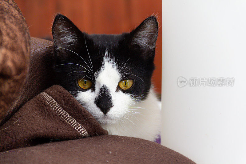 近距离特写，这只漂亮的黑白相间的猫，有着令人惊叹的黄色眼睛和可爱的黑色鼻子，她从毯子下向镜头窥视。副本的空间。