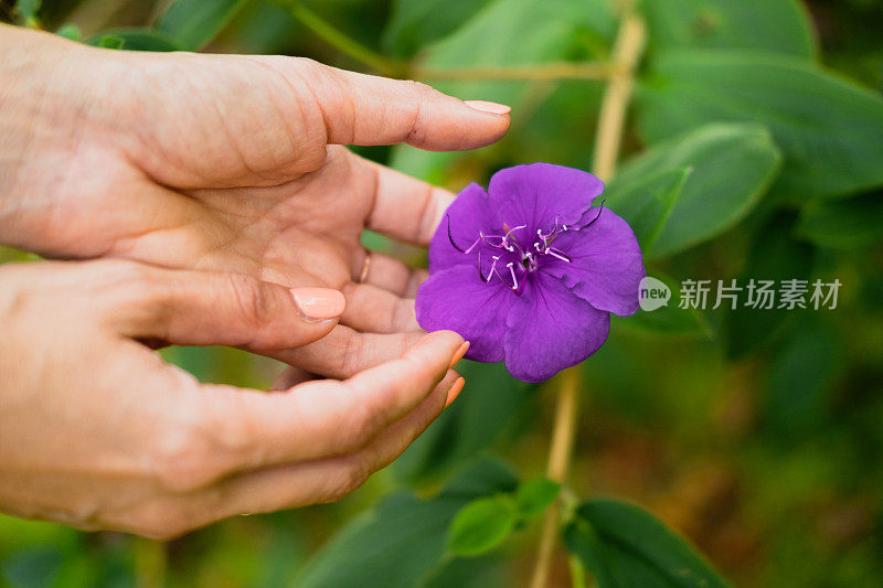 手摸着一朵紫色的花，拉近。