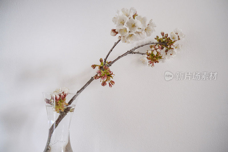 樱桃树的树枝，白色的花朵在花瓶横跨白色背景。家居装饰。本空间