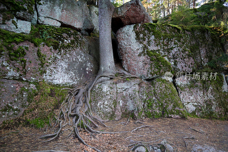 俄罗斯维堡市附近的Monrepos自然公园里的树木和岩石。