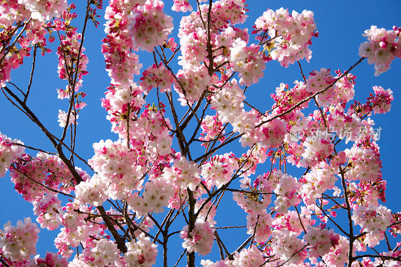 德国中部的杏树开花节。春天在欧洲。