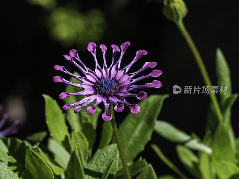 美丽的紫色花朵