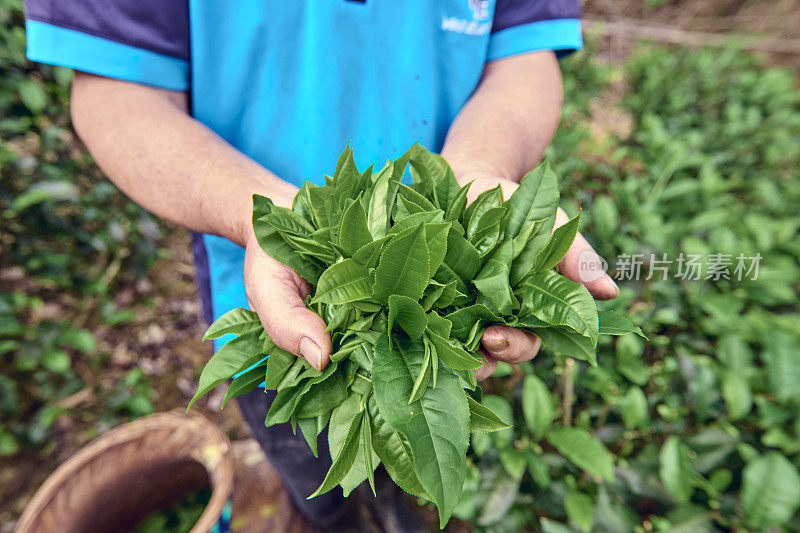 一位亚洲女性在茶园采摘茶叶。