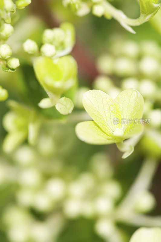 白色水杨花正在萌芽