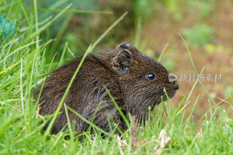 野生豚鼠