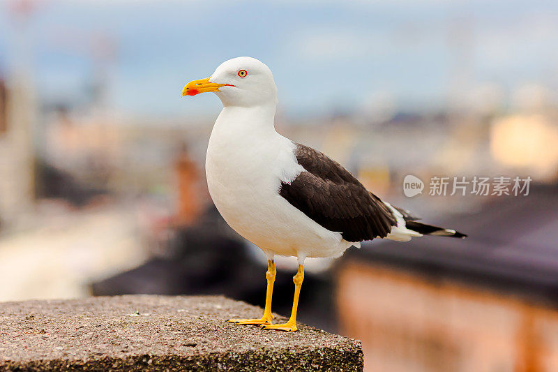 海鸥.Gull。海鸟。斯德哥尔摩。瑞典