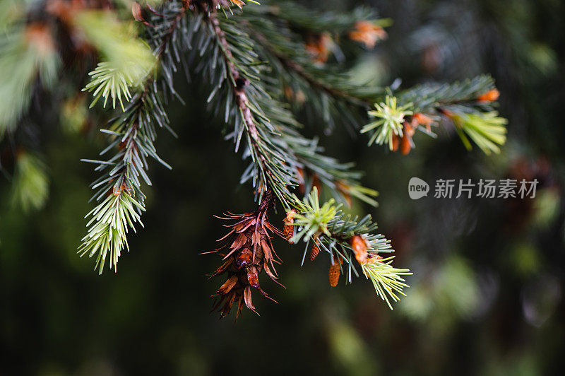 芽，松树，松芽糖浆，消费主义，欧洲