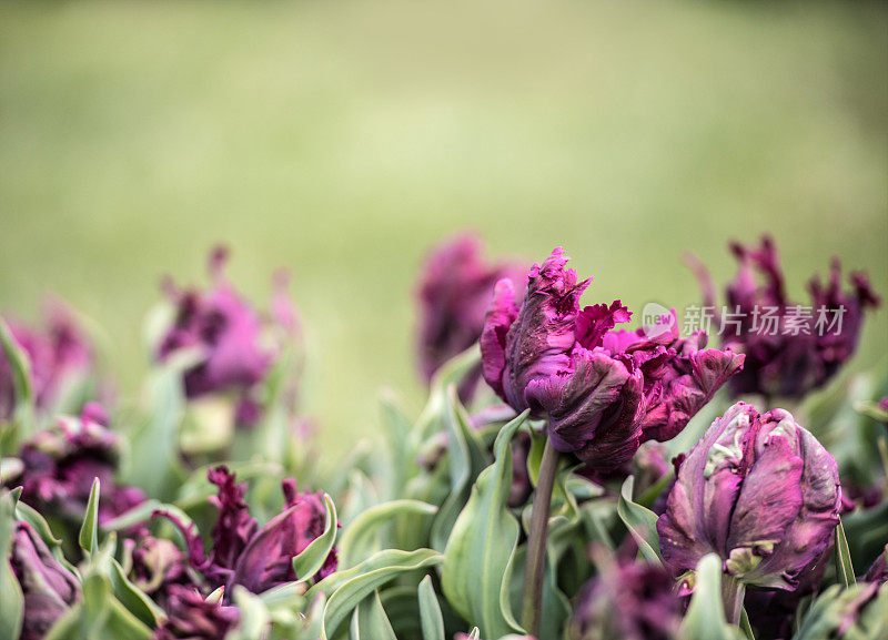 “自然环境中美丽稀有盛开的郁金香展”，斯洛文尼亚波托克植物园，欧洲