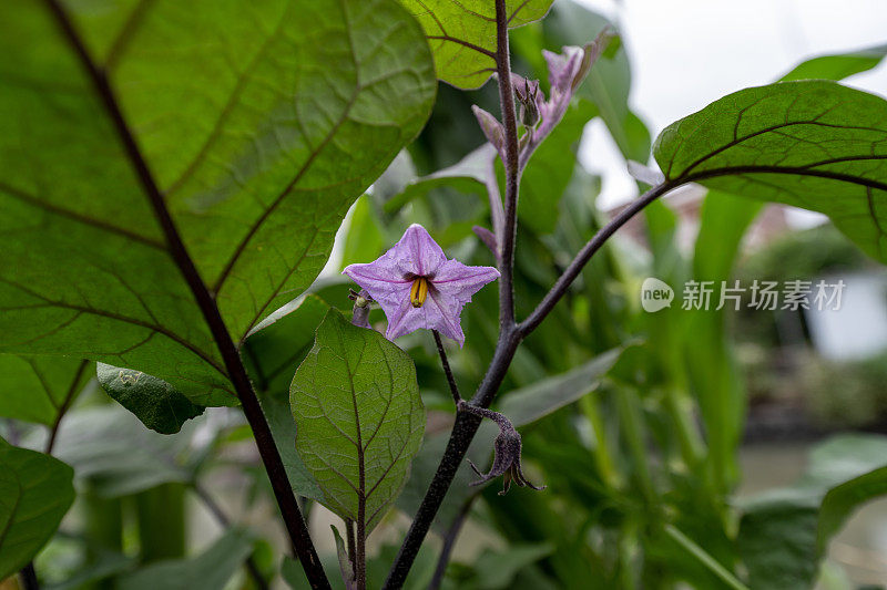 茄子花生长在有机花园